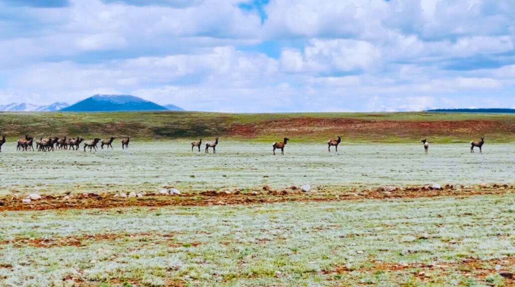 Elk Herd Near Fairplay CO