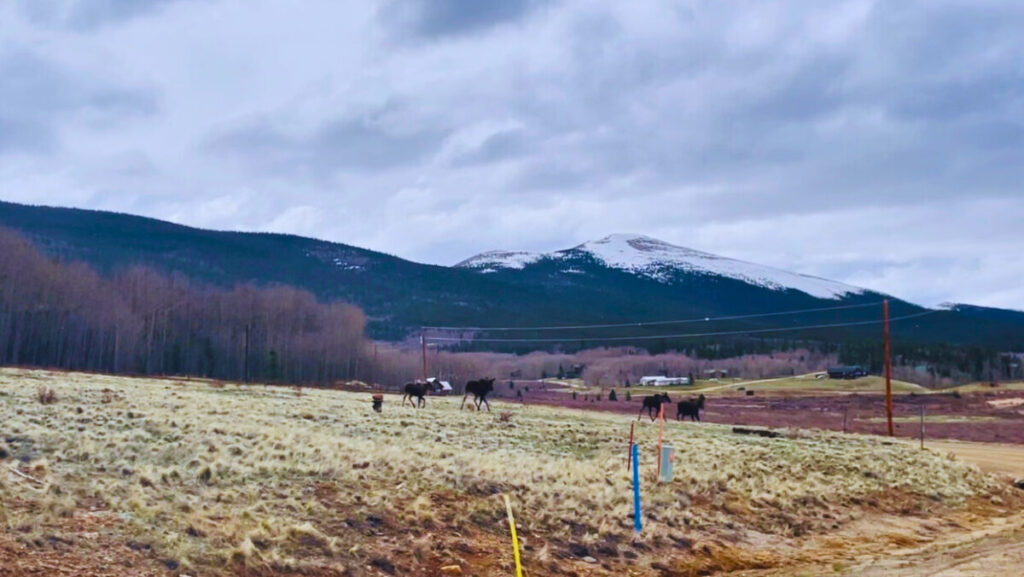 Moose Sighting in Fairplay CO in Summer