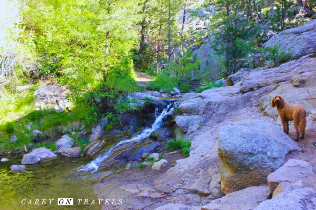 Anne U. White Trail in Summer