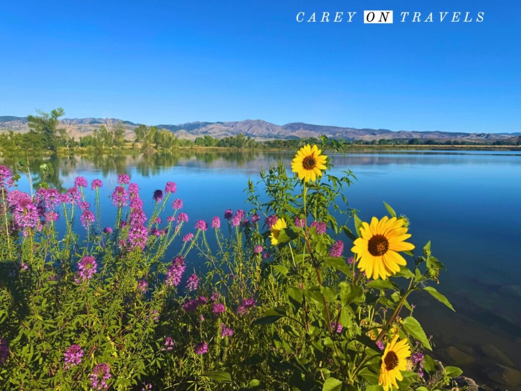 Coot Lake Wildflowers Boulder Easy Hikes