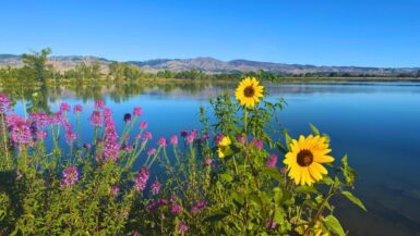 Coot Lake Wildflowers Boulder Easy Hikes