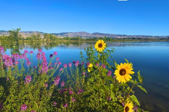 Coot Lake Wildflowers Boulder Easy Hikes