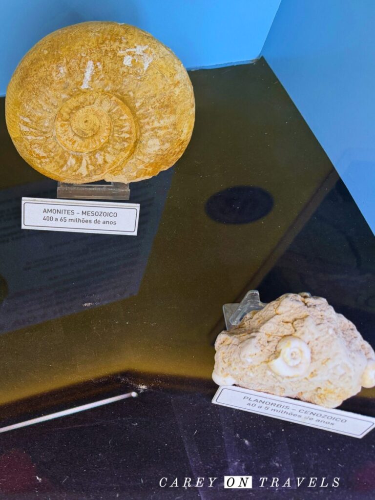 Grutas de Mira de Aire Fossil Museum