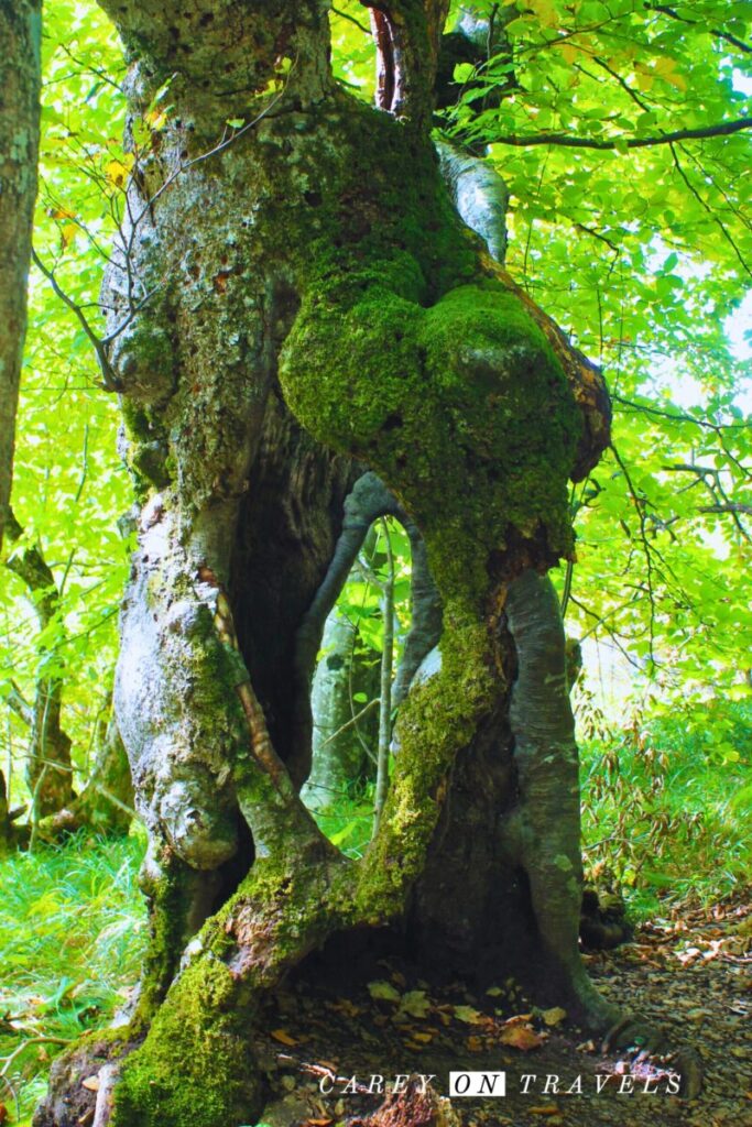 Cool Tree On the Trails Above the Upper Lakes