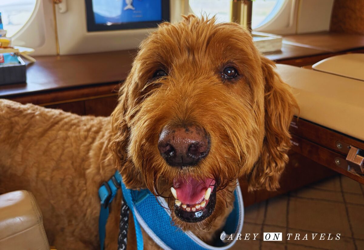 Our Dog on K9 Jets