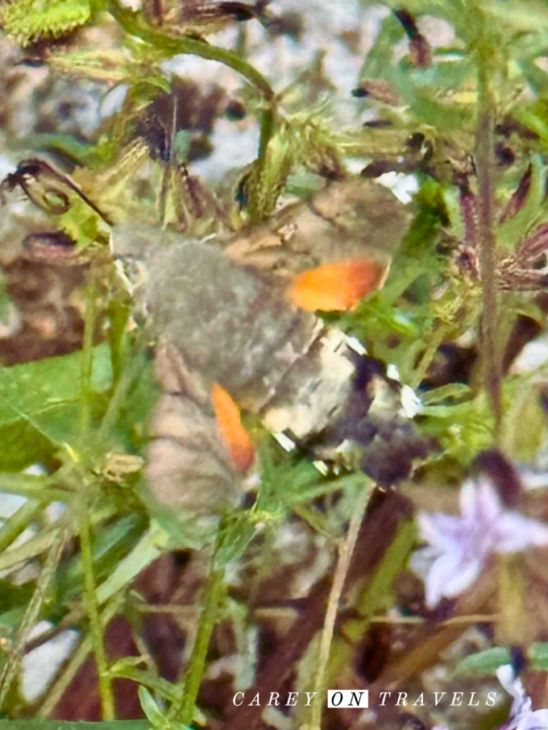 Hummingbird Moth in Paklenica National Park