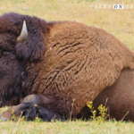 Golden Colorado Buffalo
