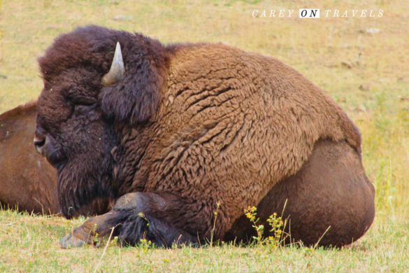 Golden Colorado Buffalo